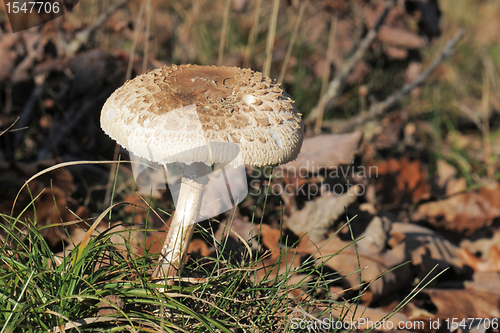 Image of Macrolepiota procera or Parasol mushroom