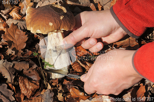 Image of Picking bolete mushroom
