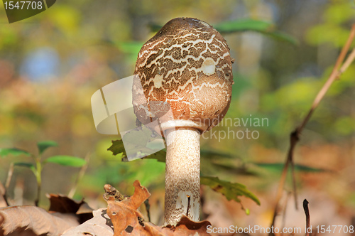 Image of Macrolepiota procera or Parasol mushroom