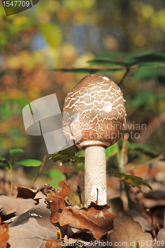 Image of Macrolepiota procera or Parasol mushroom