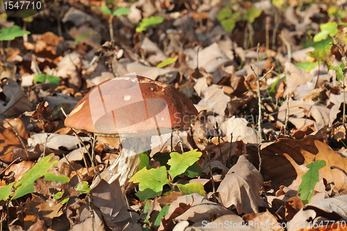 Image of bolete mushroom