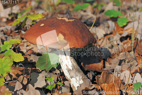 Image of bolete mushroom