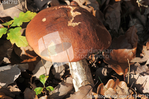 Image of bolete mushroom