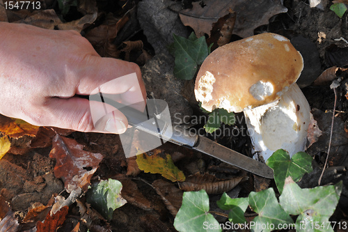 Image of Picking bolete mushroom