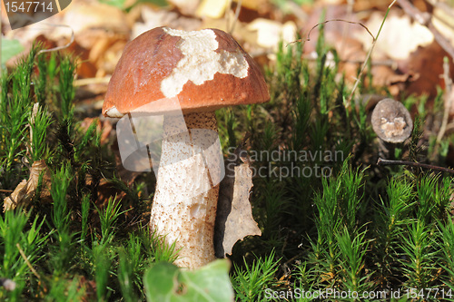 Image of bolete mushroom