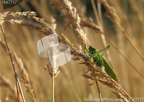 Image of Grasshopper on wheat