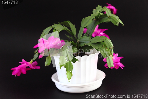 Image of Christmas cactus