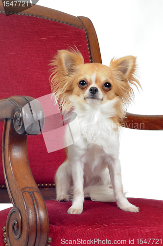 Image of chihuahua on chair