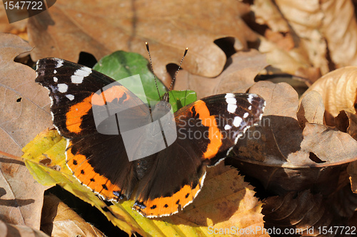 Image of Red Admiral ,Vanessa atalanta,