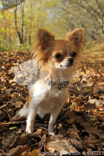 Image of chihuahua in forest