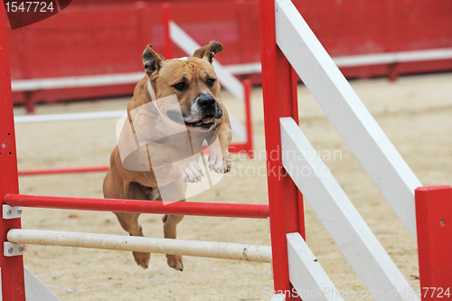 Image of american staffordshire terrier in agility