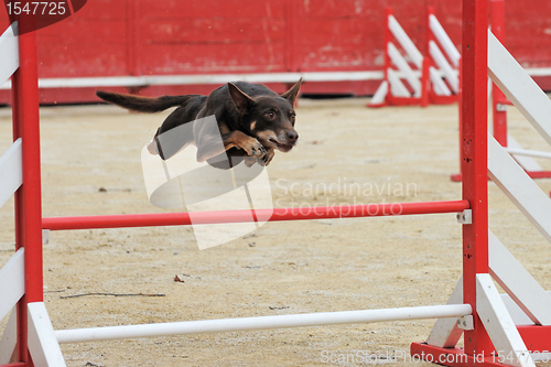 Image of australian cattle dog in agility