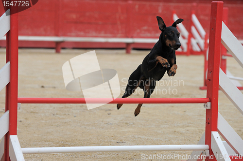 Image of Manchester Terrier in agility