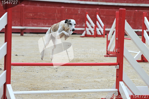 Image of jumping whippet