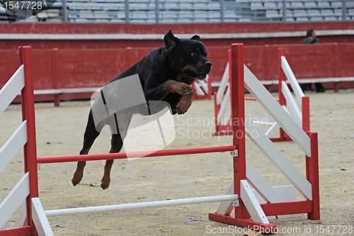 Image of rottweiler in agility