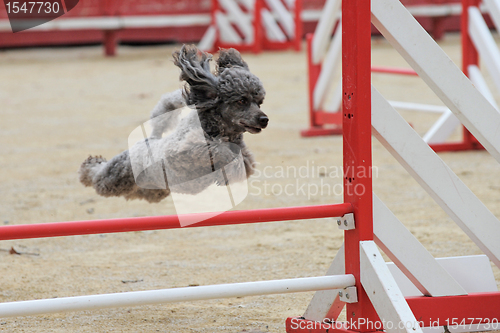 Image of poodle in agility