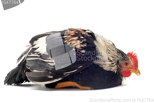 Image of young sick  bantam rooster