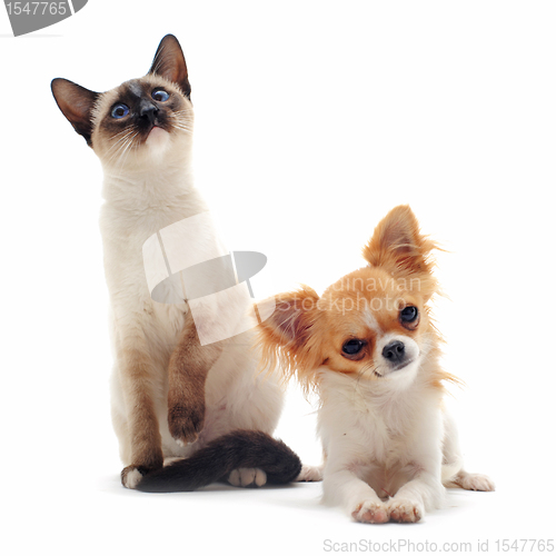 Image of puppy chihuahua and siamese kitten