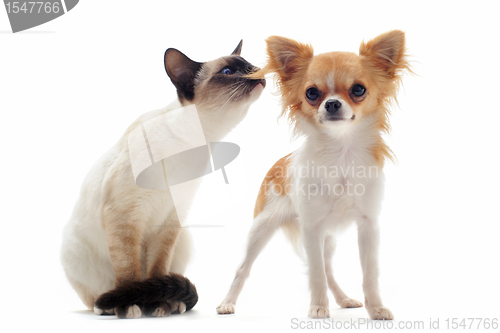 Image of puppy chihuahua and siamese kitten