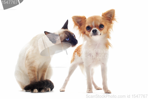 Image of puppy chihuahua and siamese kitten