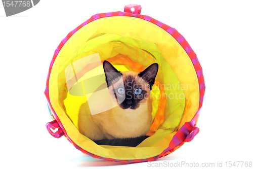 Image of playing Siamese Cat