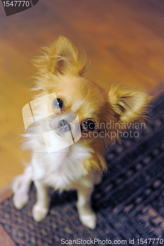 Image of puppy chihuahua