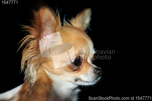 Image of young chihuahua