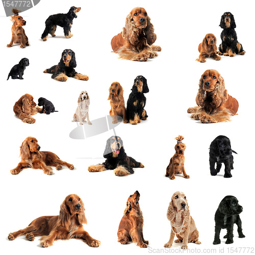 Image of cocker spaniel