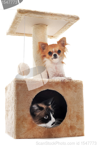 Image of chihuahua and siamese cat 