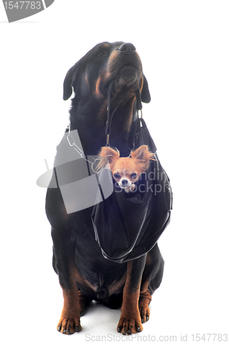 Image of rottweiler and puppy chihuahua