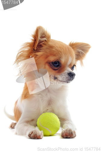 Image of puppy chihuahua and ball