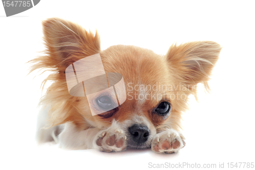Image of puppy chihuahua tired