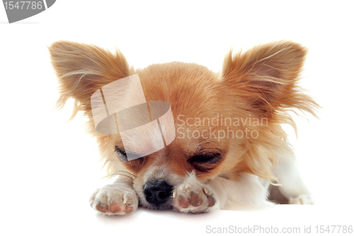 Image of puppy chihuahua tired