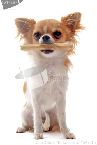 Image of puppy chihuahua and his bone