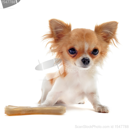 Image of puppy chihuahua and bone