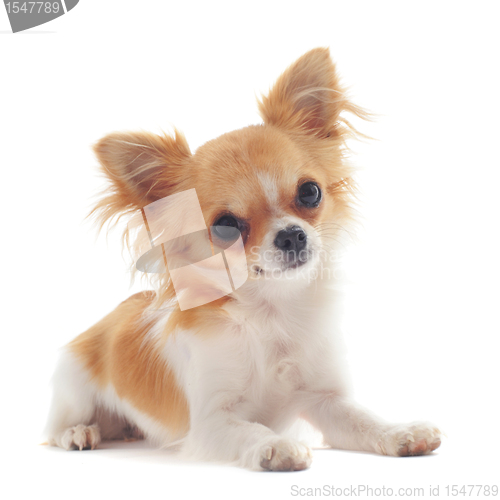 Image of puppy chihuahua