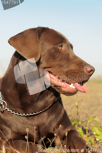 Image of brown labrador retriever