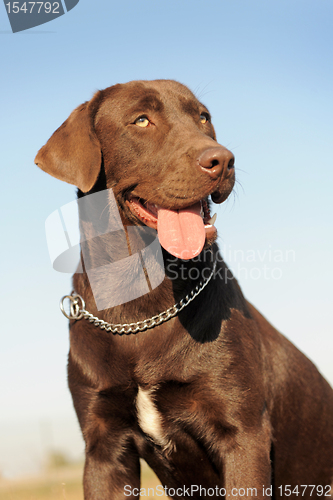 Image of labrador retriever