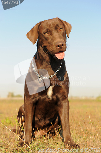 Image of female labrador retriever