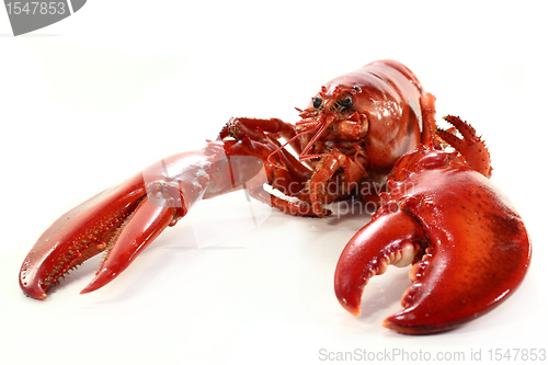 Image of lobster