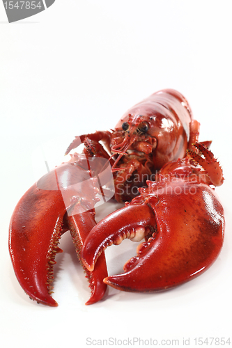 Image of lobster