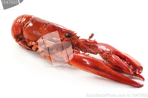 Image of lobster