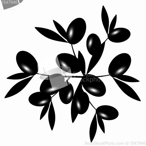 Image of Black Olive