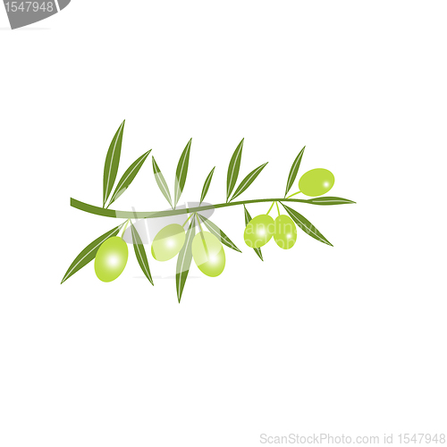 Image of Silhouette of green olive branch 