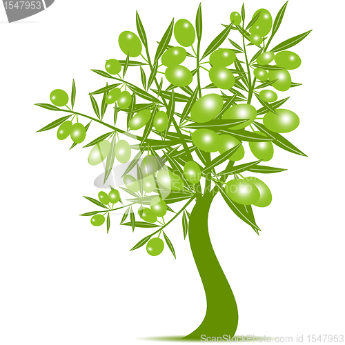 Image of  Green Olive Tree 