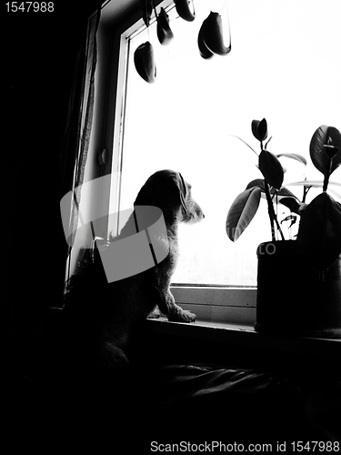 Image of dog watching from the window