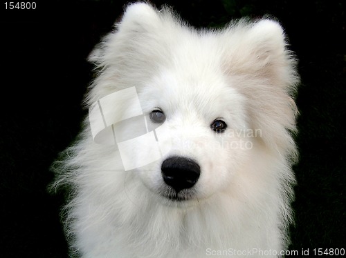 Image of Samoyed