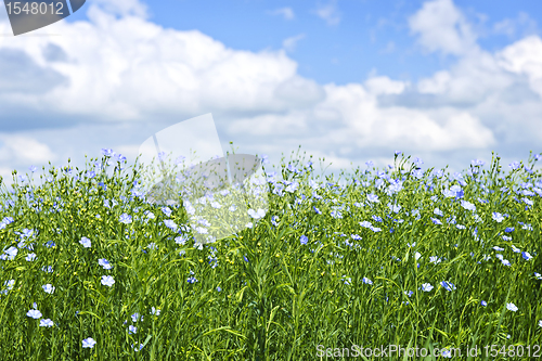 Image of Blooming flax field