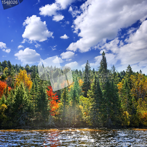 Image of Fall forest in sunshine