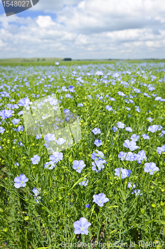 Image of Blooming flax field